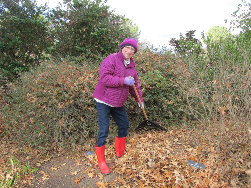 Even in cold weather, Master Gardeners have plenty of work at the Arboretum. June G. joined the MG Program in 2019 with hopes of meeting fun folks who, like her, like getting their hands dirty. She works in the Small Fruits and Mixed Border gardens.